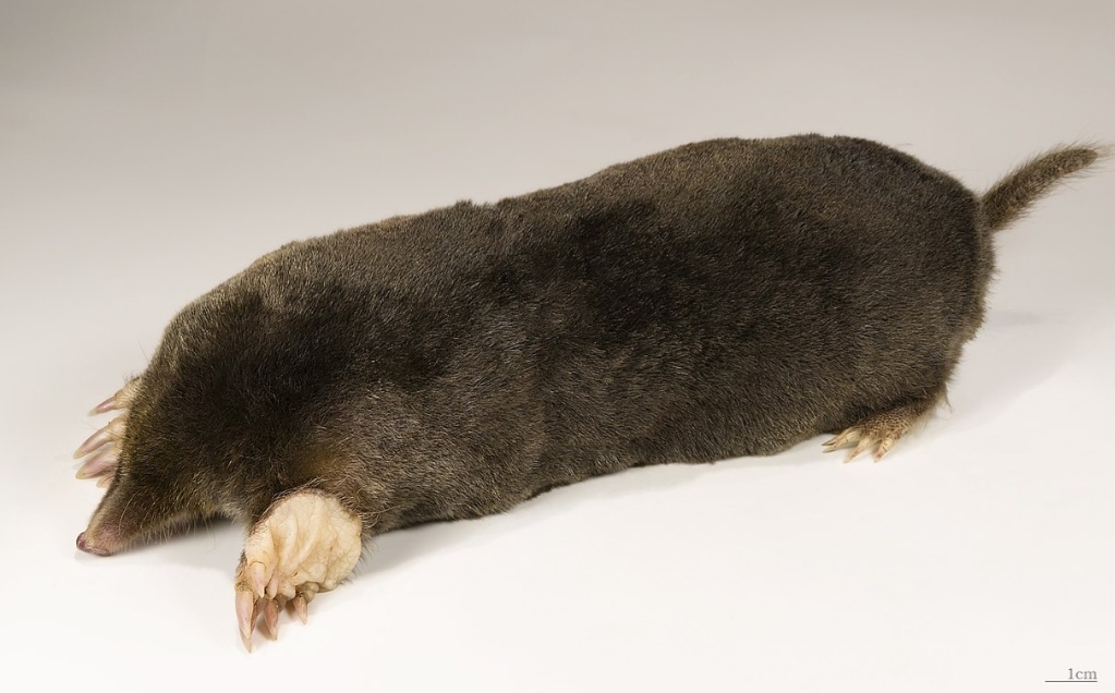 Toupeira-europeia - Passa a vida em sistemas de túneis subterrâneos, onde caça minhocas e insetos. Encontra outros da mesma espécie apenas para acasalar.