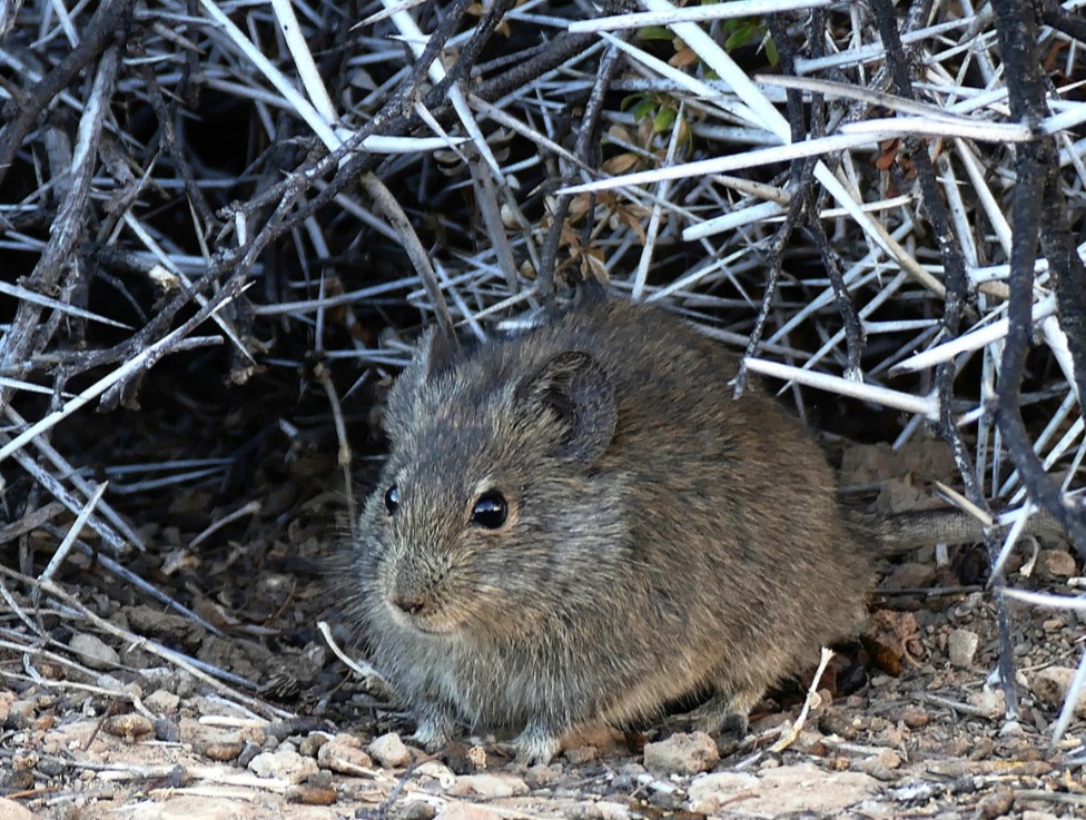 Rato-Karoo - Esse roedor, encontrado em regiões áridas da África do Sul, leva uma vida solitária e territorialista. Diferente de outros roedores que vivem em colônias, ele constrói ninhos individuais em tocas ou entre rochas. Ele se alimenta principalmente de plantas suculentas e raramente interage com outros da espécie, exceto para reprodução.