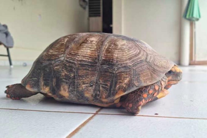 Segundo a veterinária Mayumi Caetano Matuoca, o jabuti apresenta uma deformidade no casco, mas mantém comportamento normal.