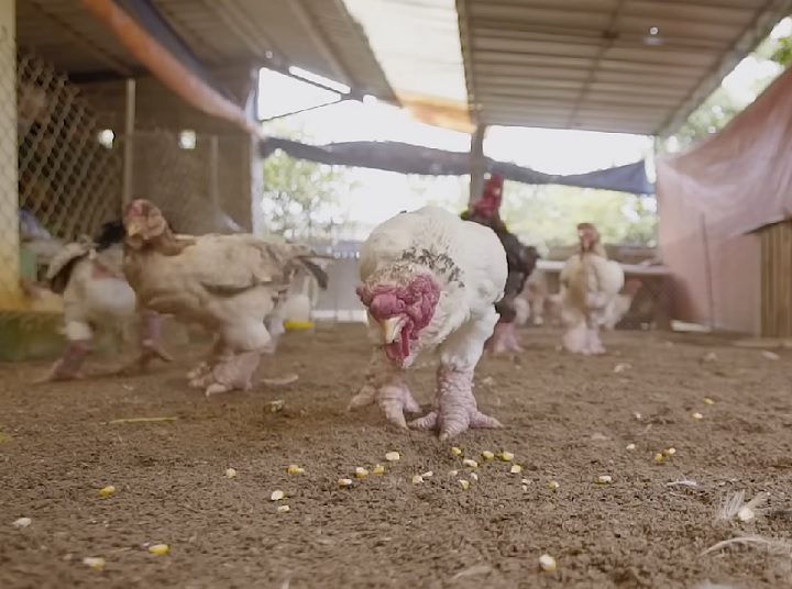 Elas são aves sociáveis que se adaptam bem à vida em bando e coexistem pacificamente com outros animais.