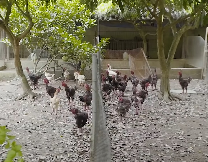 As galinhas Dong Tao apresentam baixa produção de ovos, em média entre 60 e 70 por ano. Esse fato, aliado à raridade da raça, contribui para o alto valor dos ovos e da carne.