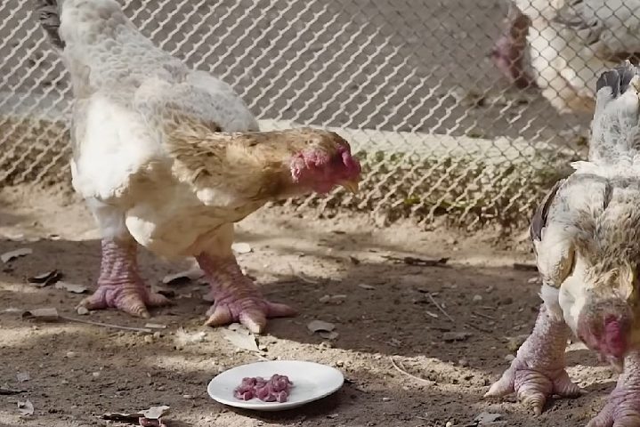 As pernas podem ser redondas ou planas e variam em cores como vermelho, cinza e preto.