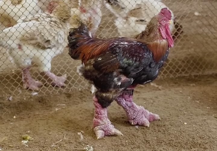 Sua história e características únicas as tornaram parte do folclore local e são frequentemente presenteadas em ocasiões especiais como o Ano Novo Lunar vietnamita.