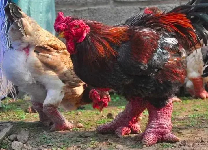 Porte imponente: As galinhas Dong Tao são aves de grande porte, com machos adultos pesando até 6 kg e galinhas adultas chegando a 4,5 kg.