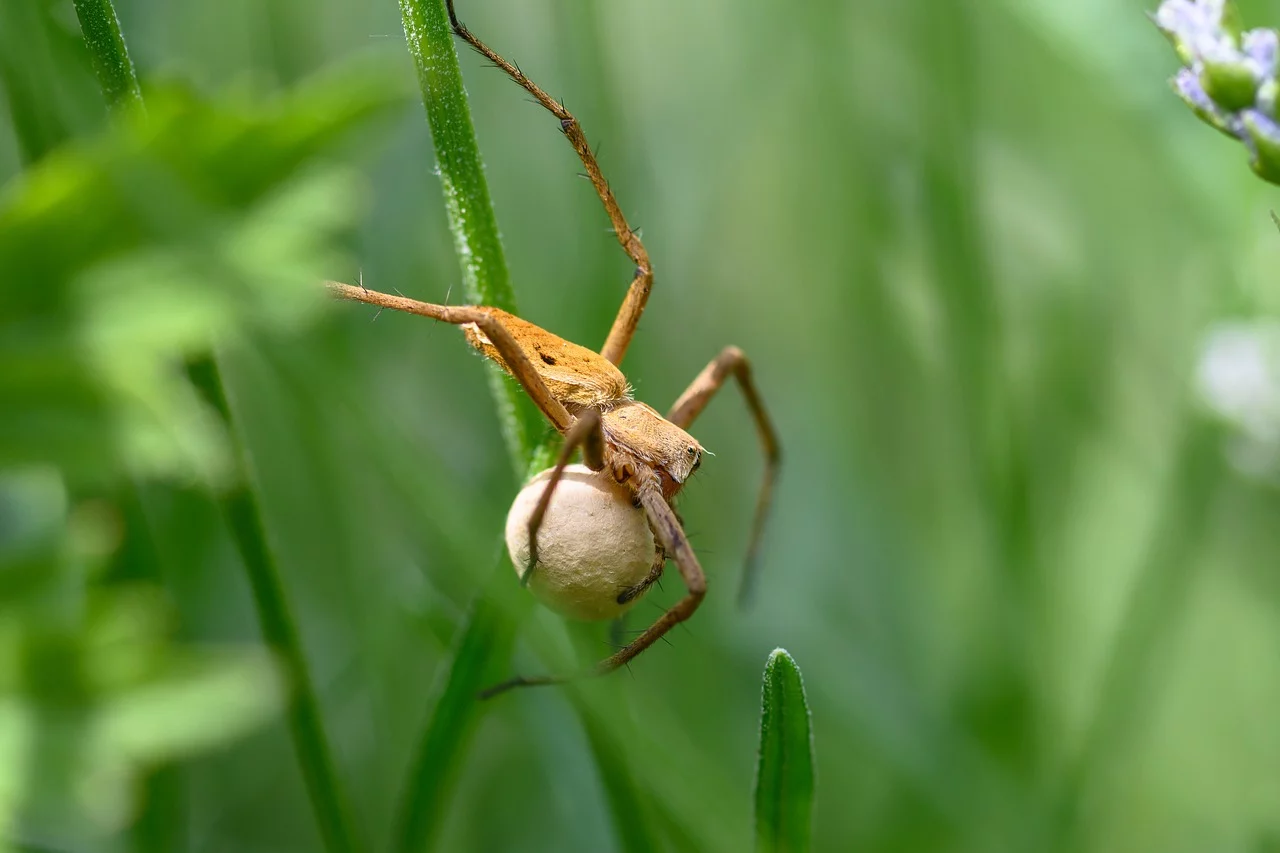 As aranhas também são ovíparas. Elas botam em  sacos de seda.