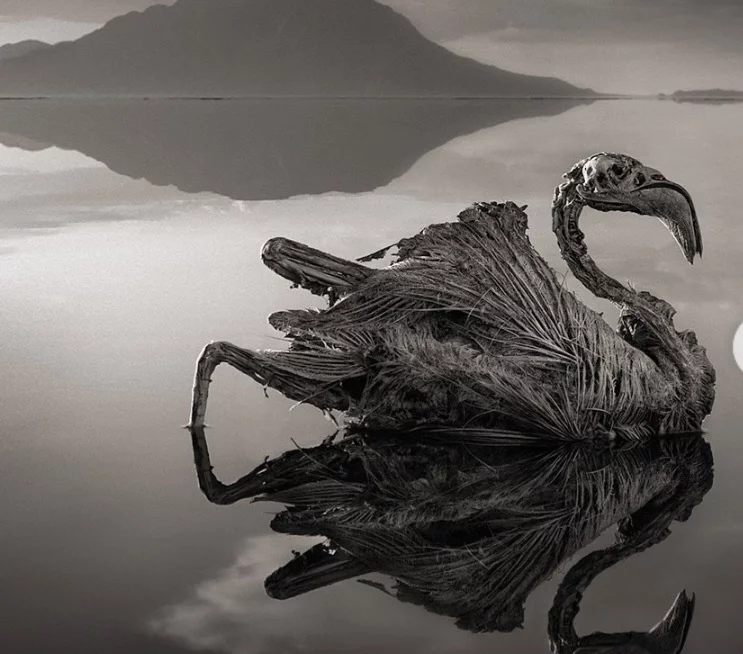 Além disso, as temperaturas podem ultrapassar 40°C, e animais que entram na água podem ser mumificados devido à alta salinidade.