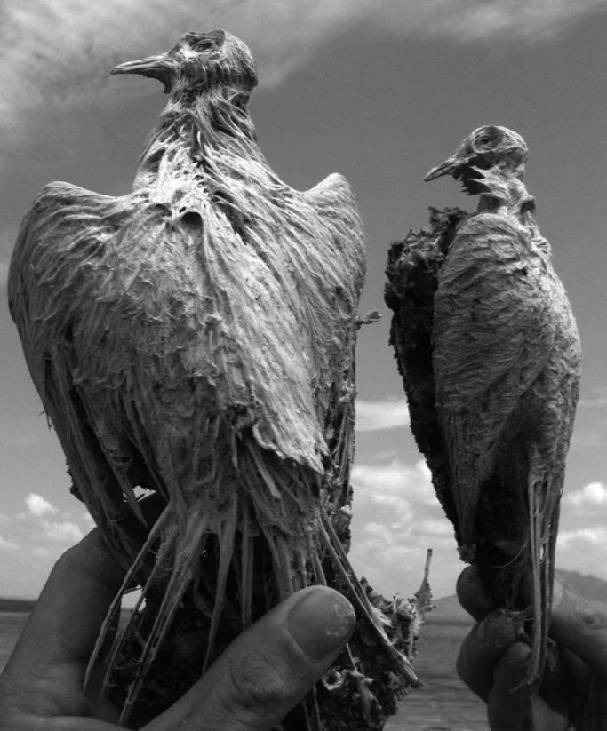 O lago tem cerca de 57 km de comprimento e 22 km de largura, com uma profundidade média de menos de 3 metros. Suas margens são cobertas por depósitos de sal e são habitat de algumas espécies adaptadas ao ambiente extremo. Mas o contato com a água de fato causa a petrificação de algumas espécies. 
