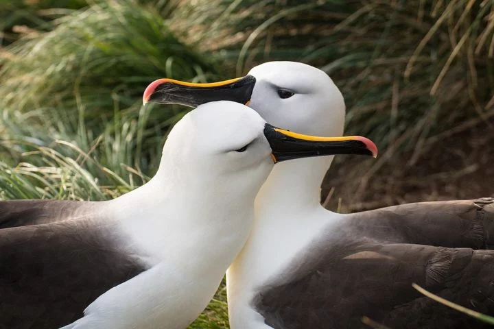 Albatrozes: Essas aves são famosas por sua monogamia, permanecendo com o mesmo parceiro reprodutivo durante toda a vida. É o amor!