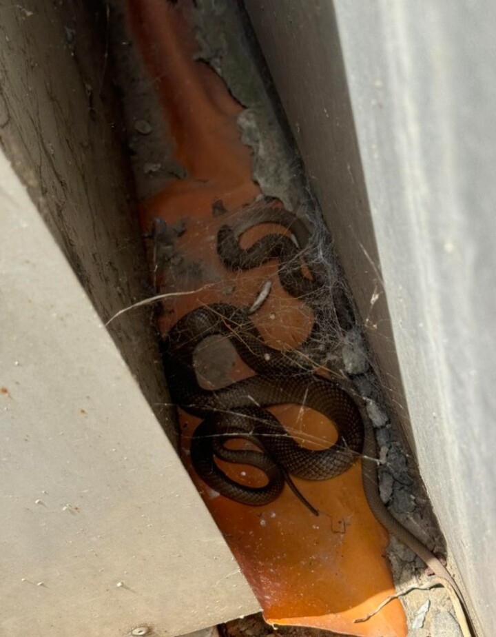 Harrison Kent, famoso caçador de reptéis rastejantes, registrou o flagrante de uma cena de canibalismo entre duas cobras-marrons (Pseudonaja textilis) rara de acontecer. Foi na cidade de Adelaide, na Austrália.
