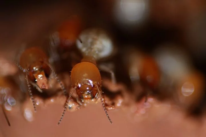 Cupins: Em suas colônias complexas, as cupins apresentam um comportamento monogâmico peculiar: o rei e a rainha formam um par inseparável, responsáveis pela reprodução e organização do grupo.