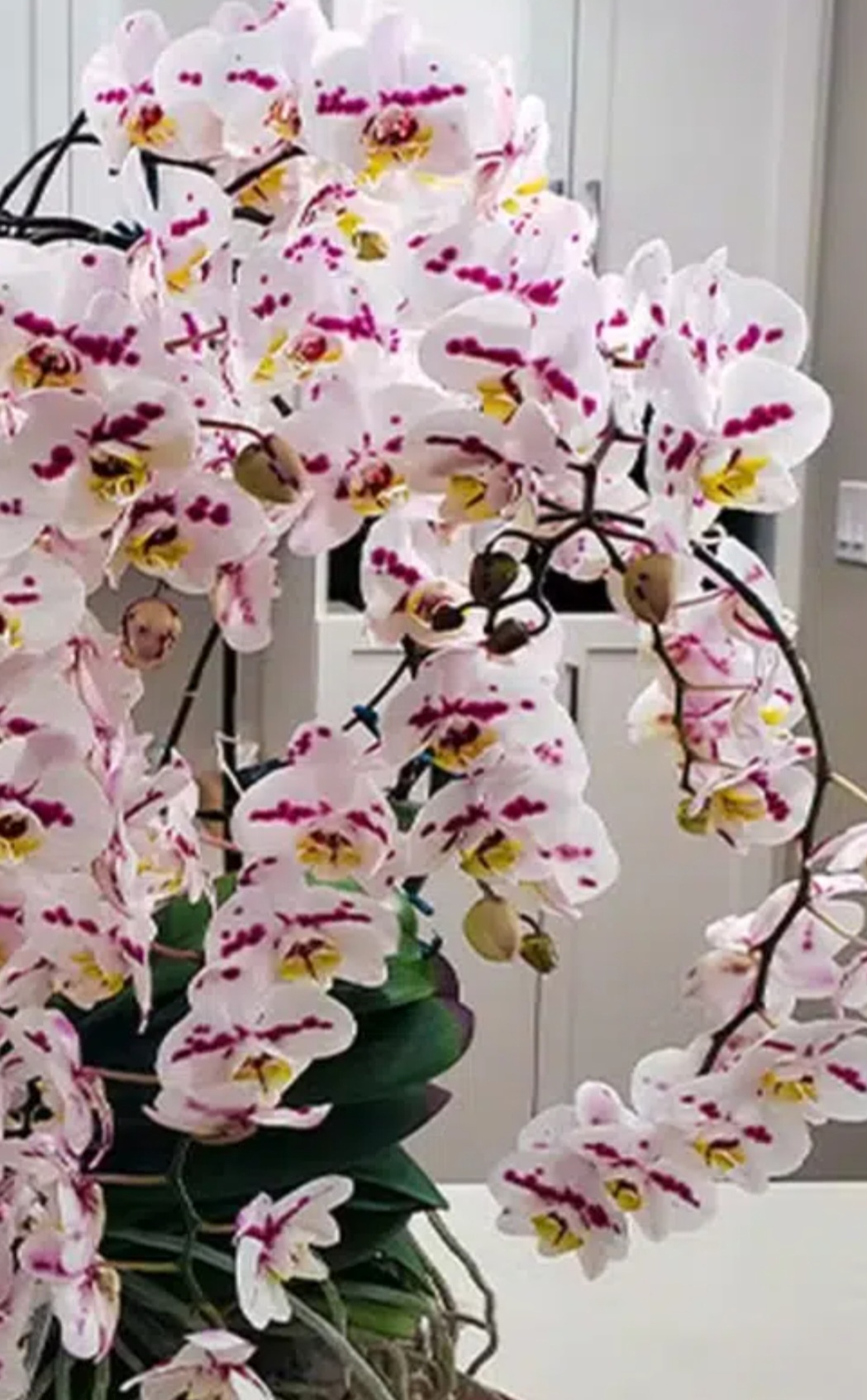 A orquídea recordista pertence à categoria 'monopodial', que cresce ereta a partir de um único caule, produzindo folhas e flores. Ela é branca com manchas magenta, de uma beleza delicada que fascina.