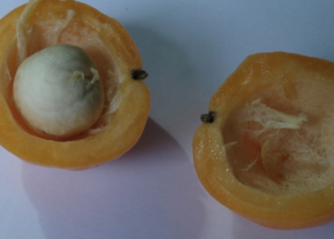 Cagaita - Típica do Cerrado brasileiro, ela tem polpa suculenta e sabor levemente ácido. Seu nome deriva de seu efeito laxante quando consumida em excesso. Rica em nutrientes, é tradicionalmente utilizada por comunidades locais em preparações culinárias e medicinais.