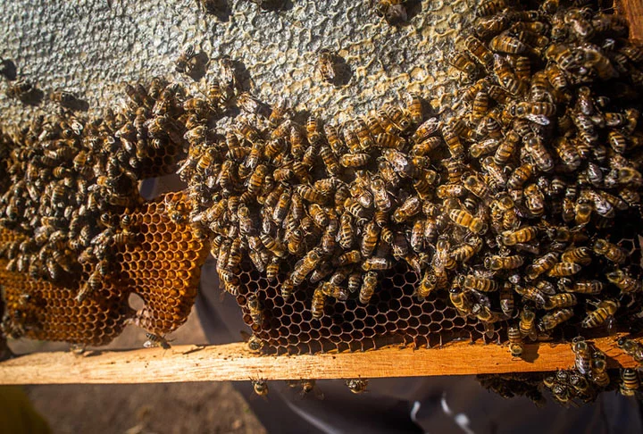 Ela representa uma significativa fonte de renda para os agricultores familiares e não exige muito tempo e nem grandes áreas de terra disponíveis. Além disso, é uma atividade de baixo impacto ambiental, que contribui bastante para preservação do ecossistema.