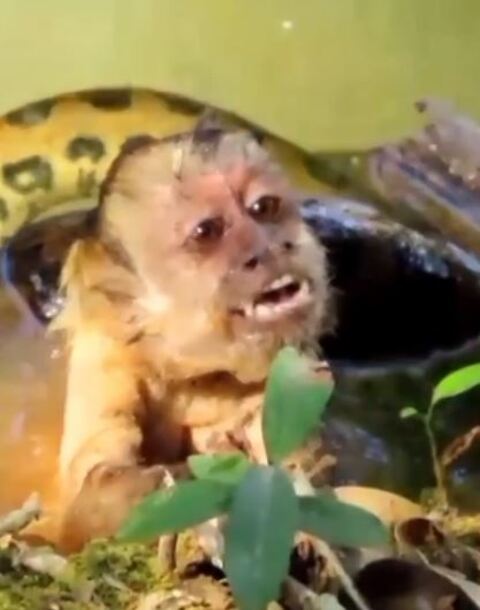 O macaco demonstrava iagonia, pois já estava ficando sem respiração por causa da pressão exercida pela sucuri .