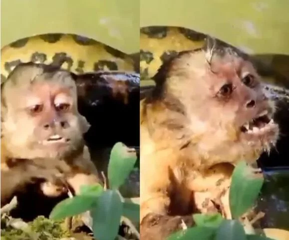 Imagens impressionantes de um macaco-prego em agonia, no momento em que estava sendo pressionado por uma cobra, viralizaram nas redes sociais em 2023. O FLIPAR mostrou e republica para quem não viu 