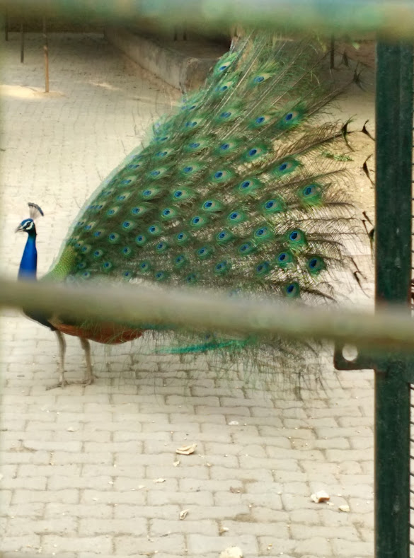 Pavão é o nome comum dado para três espécies de aves dos gêneros Pavo e Afropavo que estão dentro da tribo Pavonini da família Phasianidae (que inclui também os galos, faisões, codornizes etc.).
