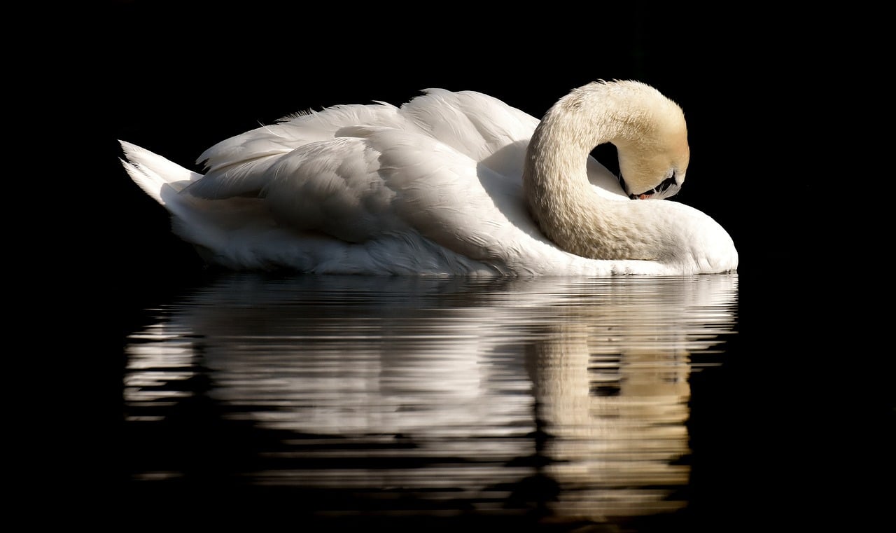 Assim como os patos, dois ou três dias após o nascimento, eles começam a nadar com a mãe ao redor do lago. Mas como eles ainda são muito jovens para conseguir sua comida, são os pais que os alimentam.