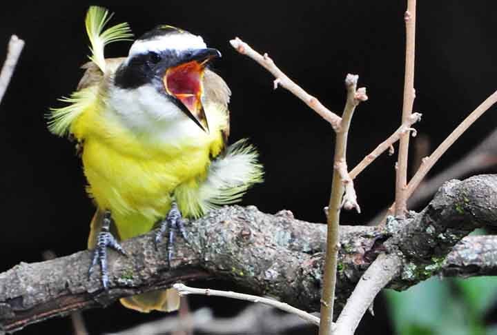 De acordo com a crença popular, quando vários bem-te-vis começam a cantar, pode se preparar: vem muita chuva por aí. No entanto, nada comprovado cientificamente, sendo apenas uma ideia impregnada no imaginário social. 