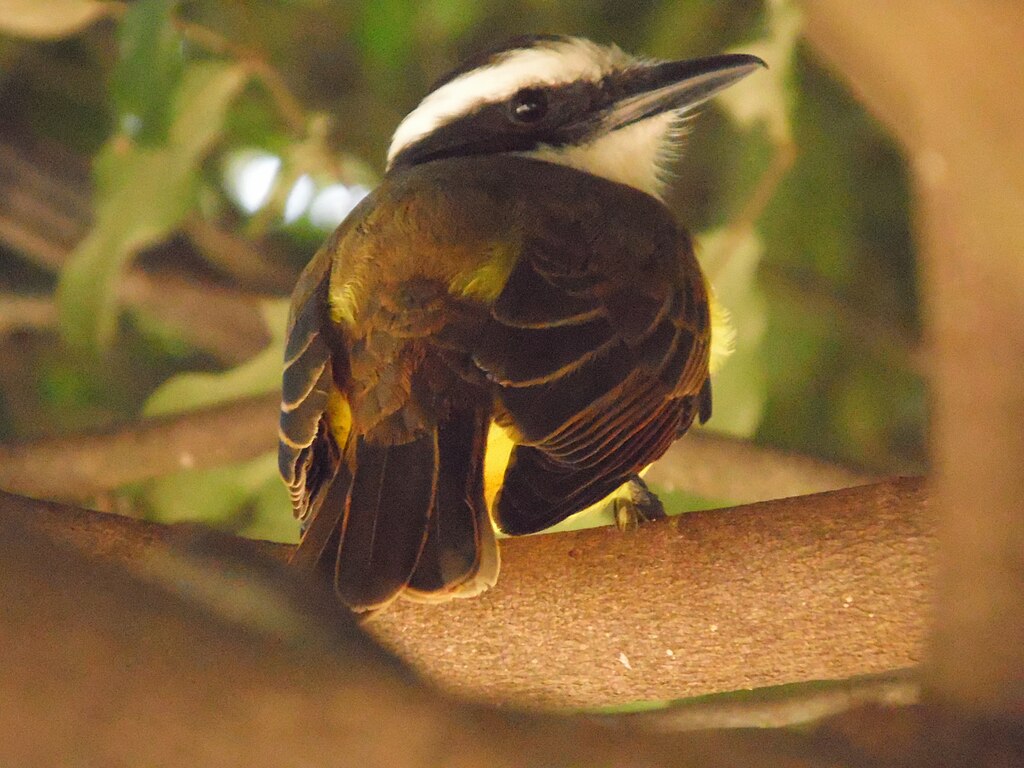 Apenas no Brasil, são mais de dez tipos de bem-te-vi. Entre os mais conhecidos, estão bem-te-vi-pequeno; bem-te-vi-da-copa; neinei; bentevizinho-de-penacho-vermelho e bentevizinho-do-brejo.
