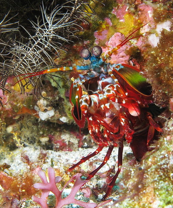 O nome clava dáctila remete à arma clava (um tipo de porrete) e ao dáctilo, uma estrutura presente na anatomia dos moluscos.