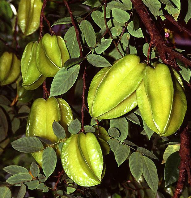 Carambola:  É uma fruta com baixo valor energético e rica em fibras, água, sais minerais, ácido oxálico e vitamina C.