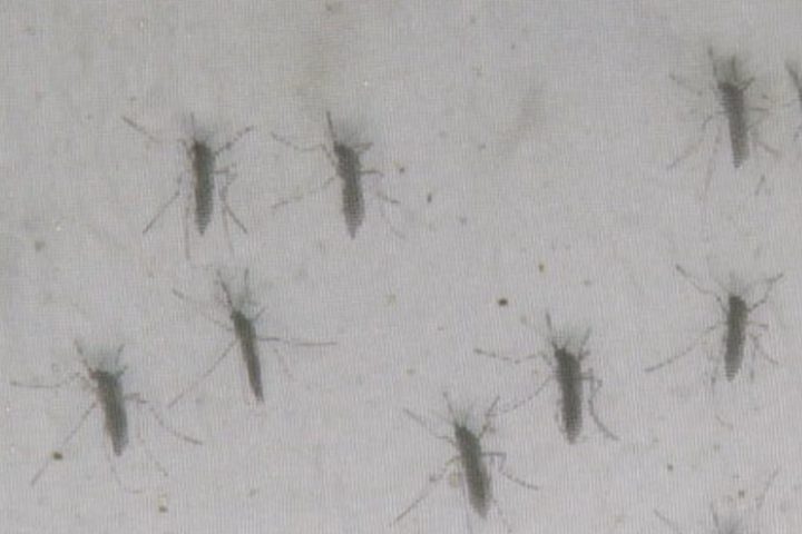 No entanto, os especialistas temem o retorno da circulação dos subtipos 3 e 4 do vírus, pois grande parte da população brasileira ainda não foi exposta a eles. 

