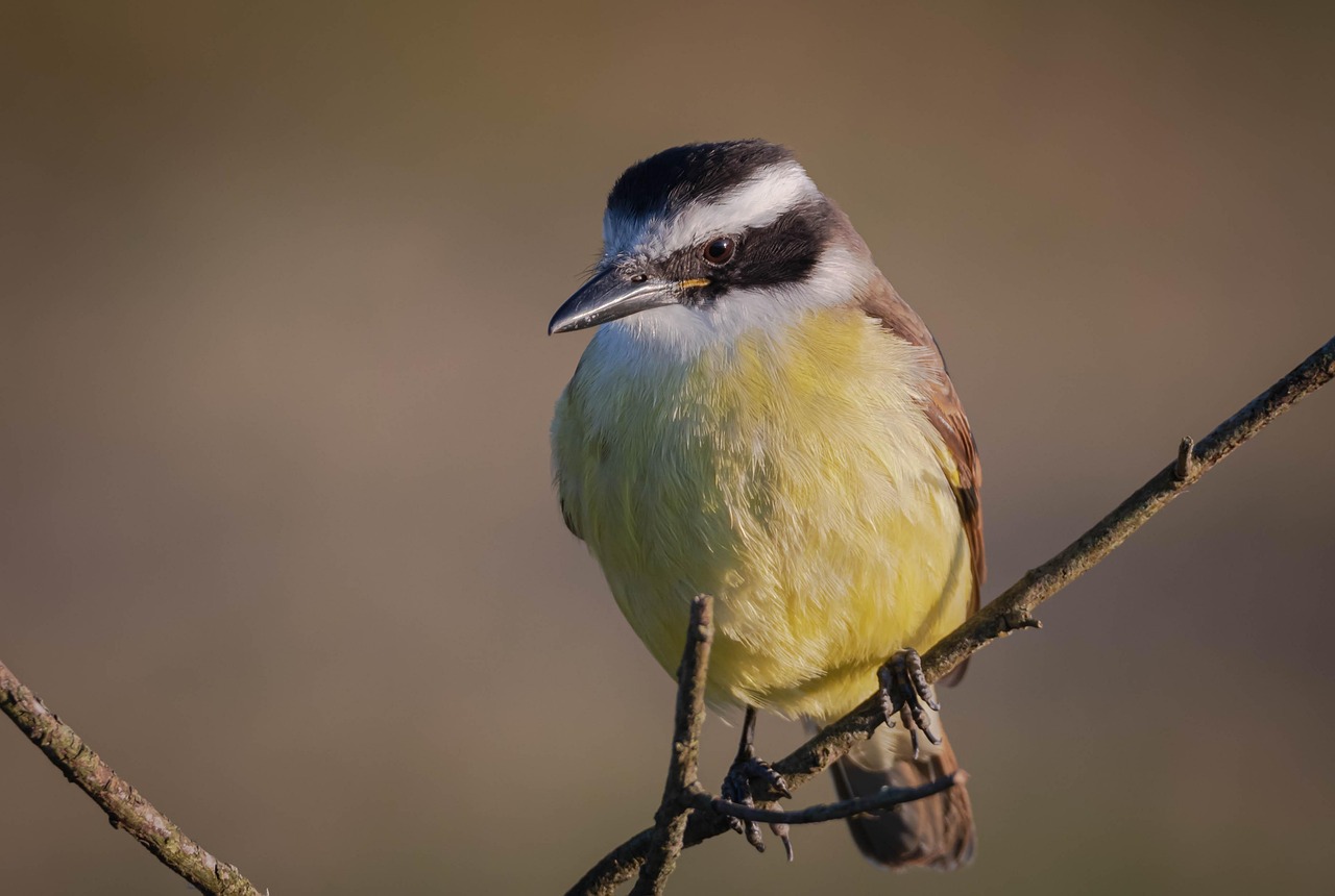 O bem-te-vi (Pitangus sulphuratus) é encontrado em todo o Brasil, em diversos tipos de ambientes, como florestas, plantações, jardins, margens de rios e lago. No entanto, o bioma mais popular deste animal é o Cerrado.