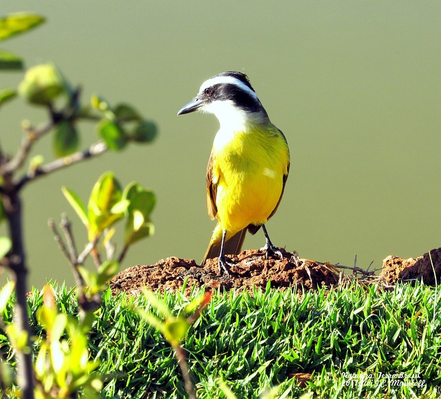 É comum encontrá-lo em matas, margens de rios, florestas, pastagens, praias e cidades, adaptando-se facilmente ao habitat. O ninho, por sua vez, fica normalmente em local visível, como árvores cerradas e altas, assim como nas cavidades dos geradores de postes.