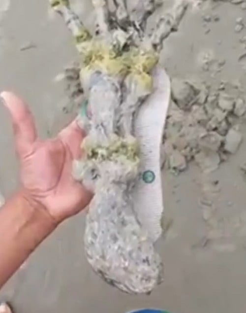 Desta forma, foi possível perceber como a mão era de proporções gigantescas, já que boa parte dos dedos ficavam para fora da sola do chinelo.