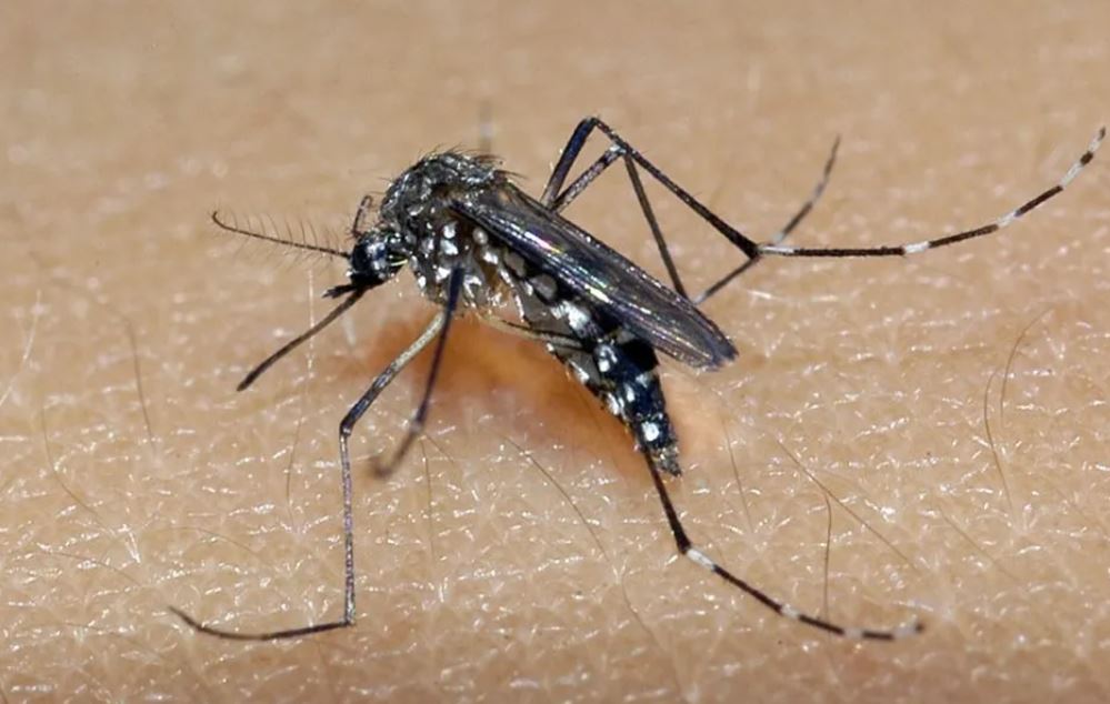 O ano de 2025 começou com o Brasil preocupado em conter o avanço dos casos de dengue em seu território. Isso porque em 2024 o país registrou o recorde de casos da doença transmitida pelo mosquito Aedes aegypti na série histórica. 


