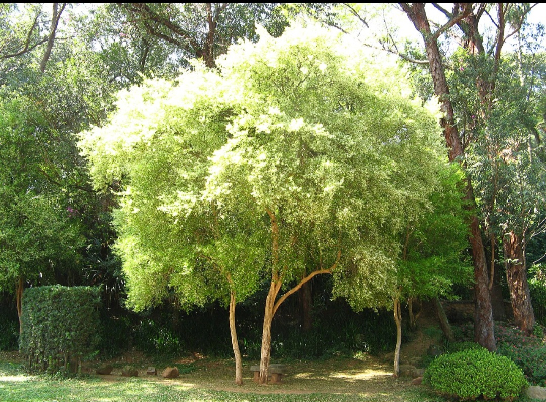 Suas propriedades diuréticas diminuem o inchaço do corpo por aumentar a eliminação de líquidos. 