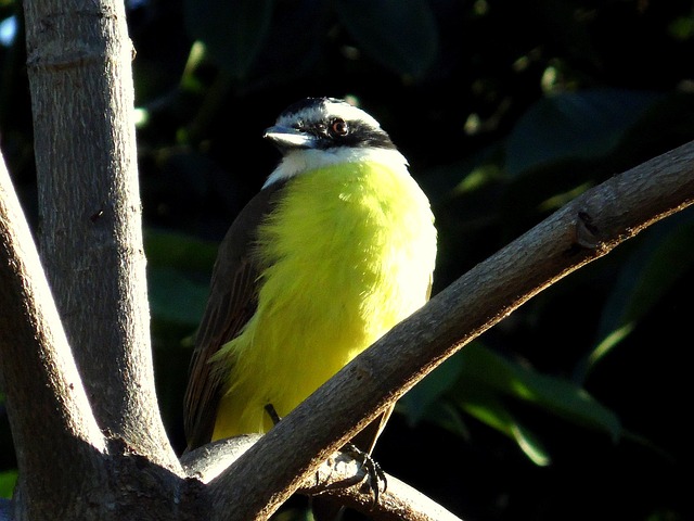 O bem-te-vi (Pitangus sulphuratus) é uma ave passeriforme da família dos tiranídeos de nome científico. Assim, a espécie é conhecida pelos índios como pituã, pitaguá ou puintaguá. 