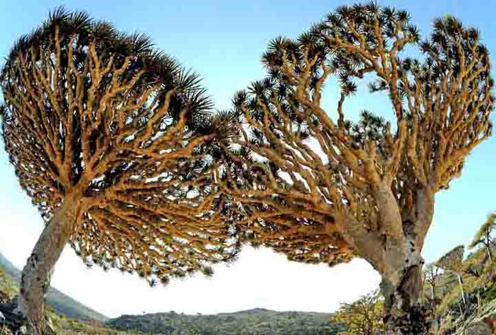 Uma ilha situada a cerca de 380 quilômetros ao sul do Iêmen chama a atenção por sua paisagem peculiar, que muitos dizem ser algo 
