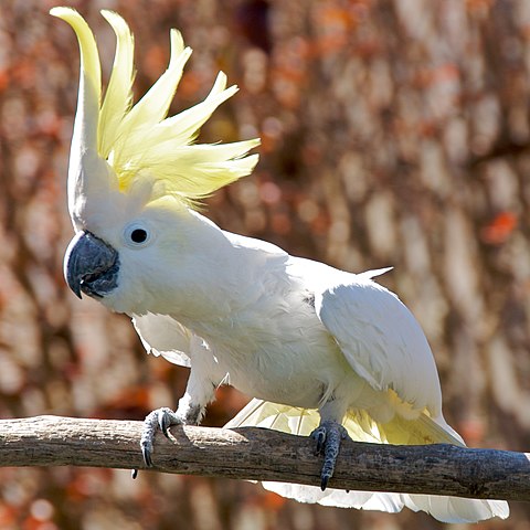 Cacatua-de-crista-amarela (Cacatua galerita) - Originária da Austrália e Indonésia, essa ave habita florestas, savanas e até áreas urbanas. Sua longevidade pode ultrapassar 50 anos em cativeiro.