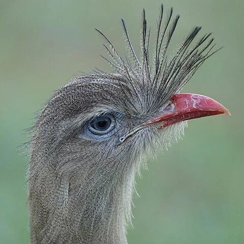 Alguns animais possuem cristas, estruturas que desempenham diversas funções. Em aves, servem para atração de parceiros e regulação térmica. Em répteis, podem ser usadas para defesa e comunicação