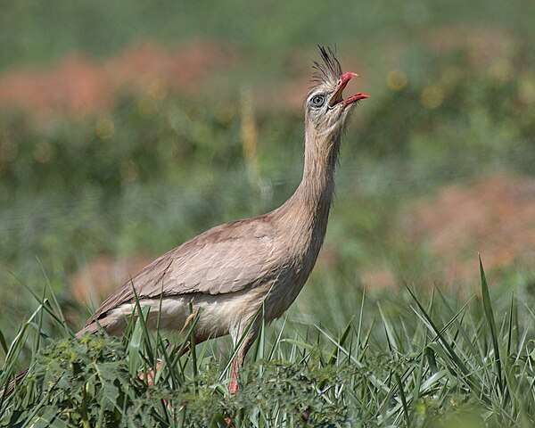 Seriemas (Cariama cristata) - Essa ave terrestre é nativa da América do Sul, vivendo em campos abertos e cerrados. Pode viver cerca de 20 anos na natureza.
