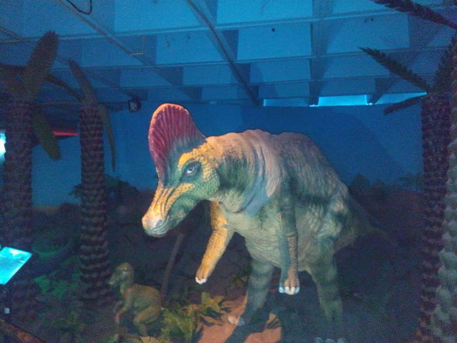 Corythosaurus (Corythosaurus casuarius) - Como curiosidade, vamos lembrar também de uma espécie extinta.  Esse dinossauro viveu na América do Norte durante o período Cretáceo. Habitava áreas florestais próximas a rios. Sua expectativa de vida é desconhecida, mas fósseis sugerem que podia viver várias décadas.
