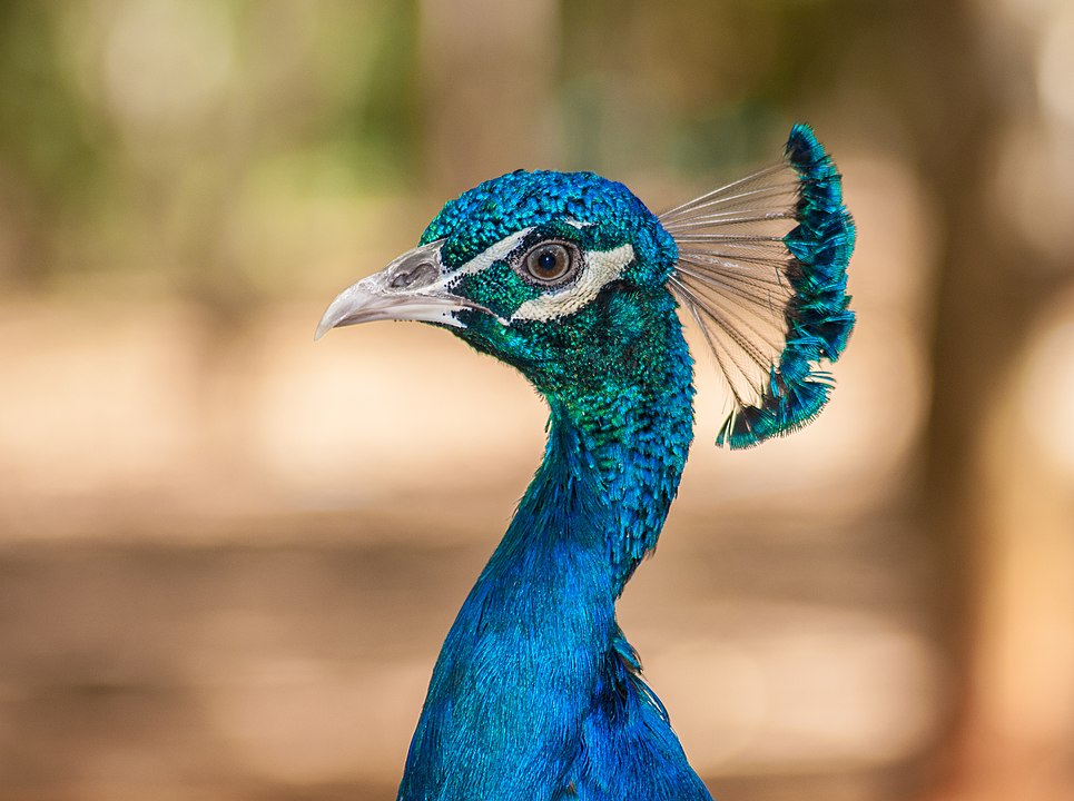 Pavão-azul (Pavo cristatus) - Originário do sul da Ásia, o pavão-azul habita florestas abertas e áreas próximas a rios. Sua expectativa de vida gira em torno de 15 a 25 anos.
