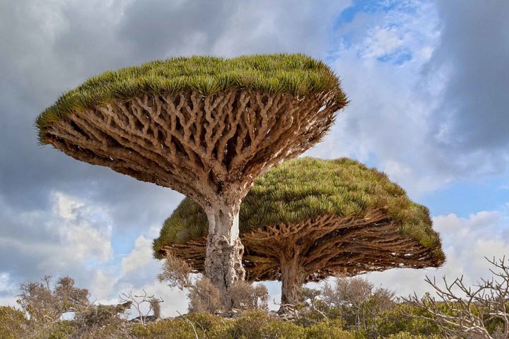 Entre as espécies mais notáveis estão as árvores de sangue de dragão (Dracaena cinnabari). Elas recebem esse nome por conta da sua seiva, de cor avermelhada.