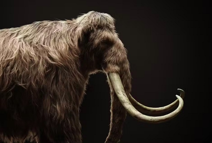 Essa descoberta surgiu durante estudos que visam modificar geneticamente os elefantes modernos para que adquiram pelos, uma característica presente nos antigos mamutes.