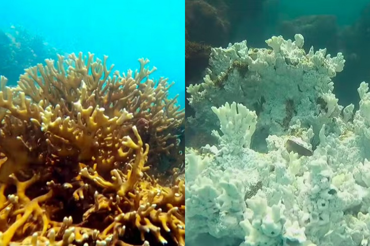 Algumas áreas realmente pareciam cemitérios. Foi o maior evento de mortalidade registrado até hoje [na região], alertou o biólogo Robson Santos, em entrevista ao g1.