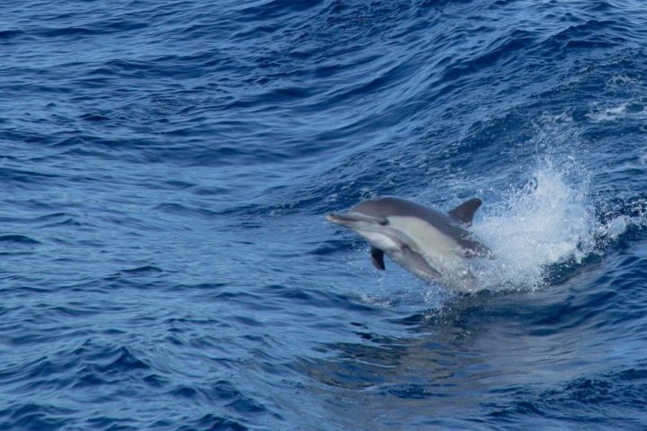 Entre dezembro de 2022 e fevereiro de 2023, os pesquisadores estudaram o animal isolado e colocaram um rastreador nele. O resultado foi surpreendente: foram registrados quase 11 mil sons, incluindo assobios, tons de baixa frequência e pulsos rápidos.