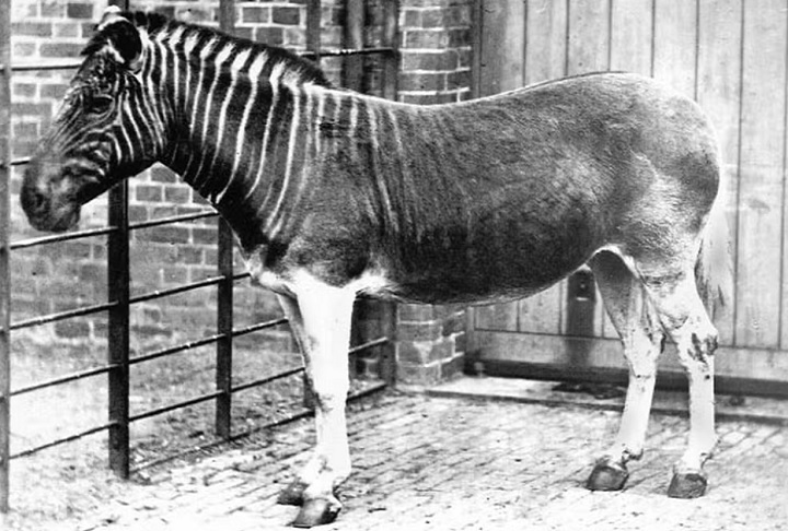 Enquanto a Tauros se concentra em tentar reviver o auroque, a Quagga tem a intenção de ressuscitar a quagga, uma subespécie de zebra que foi extinta no fim da década de 1870.