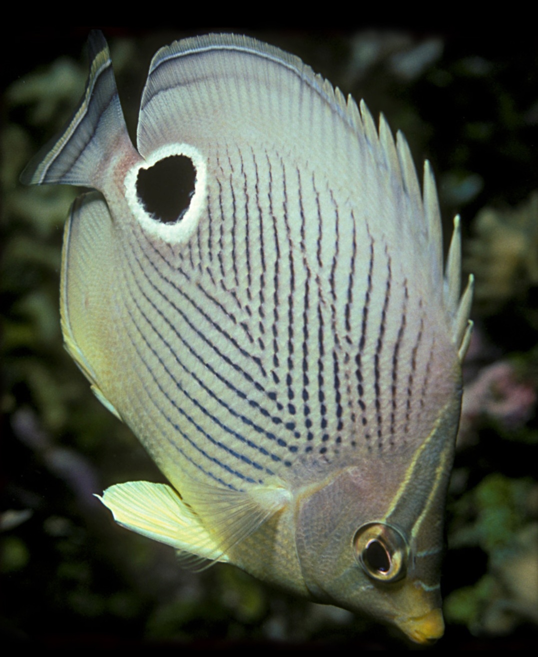 Já o peixe-borboleta (Chaetodon auriga) possui uma crista óssea na cabeça, que pode ser usada para defesa ou para intimidar predadores. ) Esse peixe tropical vive nos recifes de coral do Indo-Pacífico,  em águas rasas, onde se alimenta de pequenos invertebrados. Pode viver entre 5 e 7 anos.
