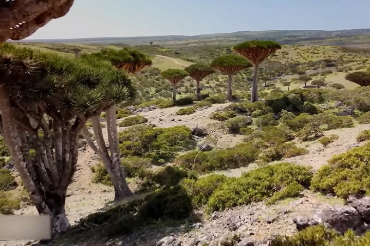 Esse isolamento prolongado contribuiu para o desenvolvimento de espécies endêmicas, ou seja, que só existem em Socotra.