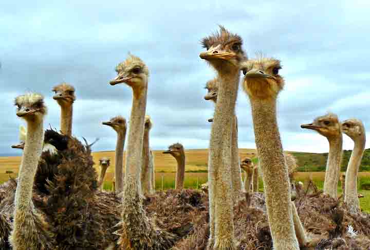 O avestruz vive em savanas e desertos da África, preferindo áreas abertas e secas. Alimenta-se de plantas, sementes, insetos e pequenos vertebrados. Sua expectativa de vida é de até 40 anos.
