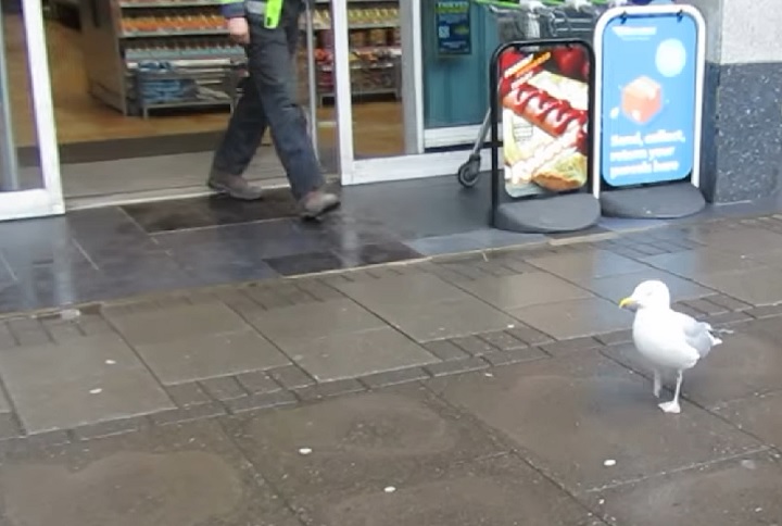 A ação parece ter sido bem calculada: a gaivota esperou um cliente sair do mercado Co-Op, entrou pela porta automática, escolheu o pacote de batatas e saiu calmamente. 