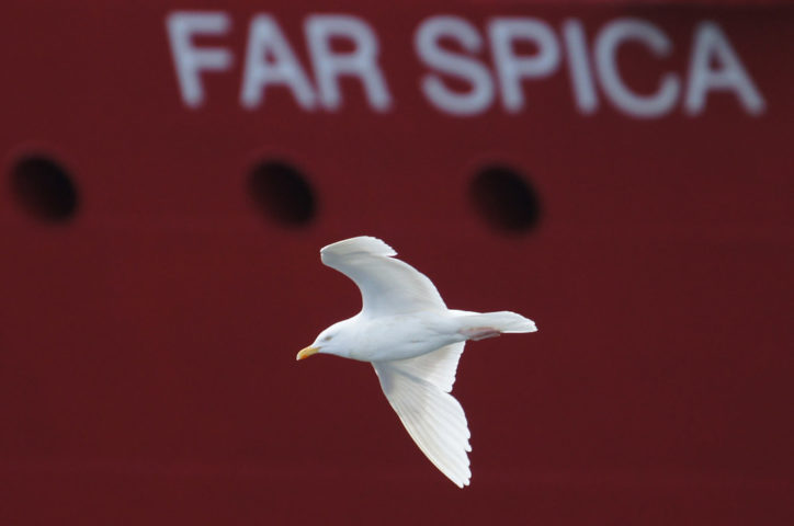 Em 2021, uma cena curiosa envolvendo uma gaivota ladra chamou a atenção e repercutiu na cidade de Aberdeen, no Reino Unido.