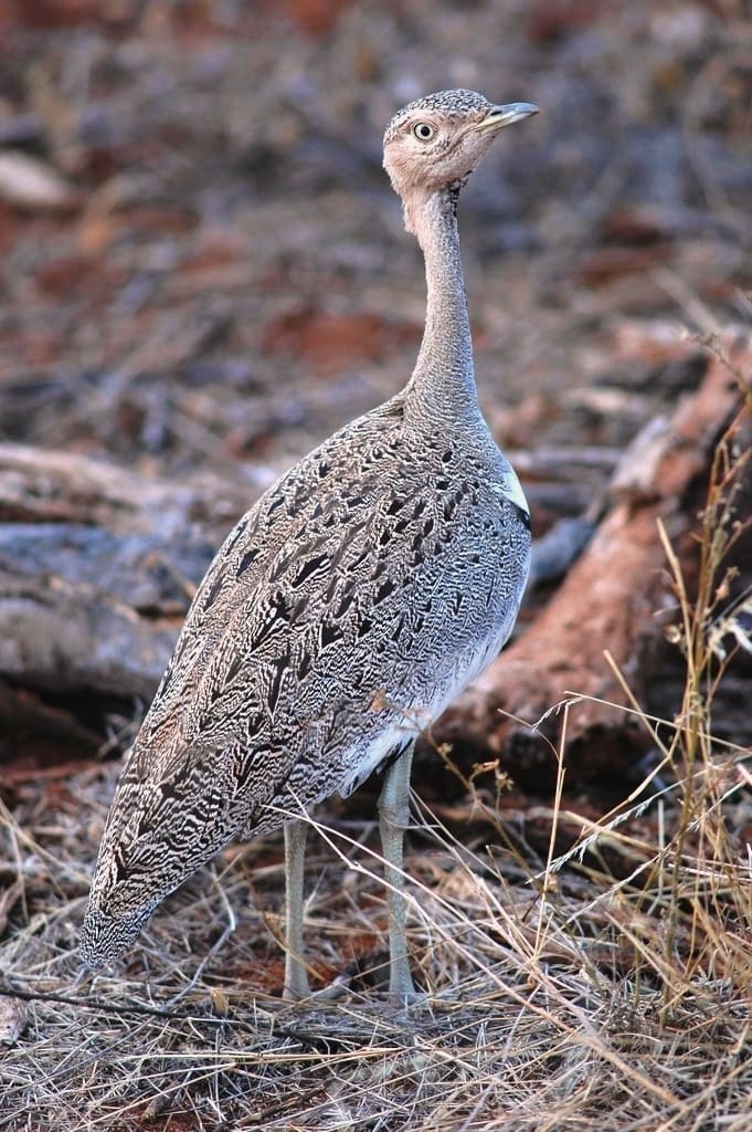 O kori vive em savanas e pastagens da África, preferindo áreas abertas. Alimenta-se de insetos, pequenos vertebrados e até algumas plantas. Pode viver cerca de 20 a 30 anos.
