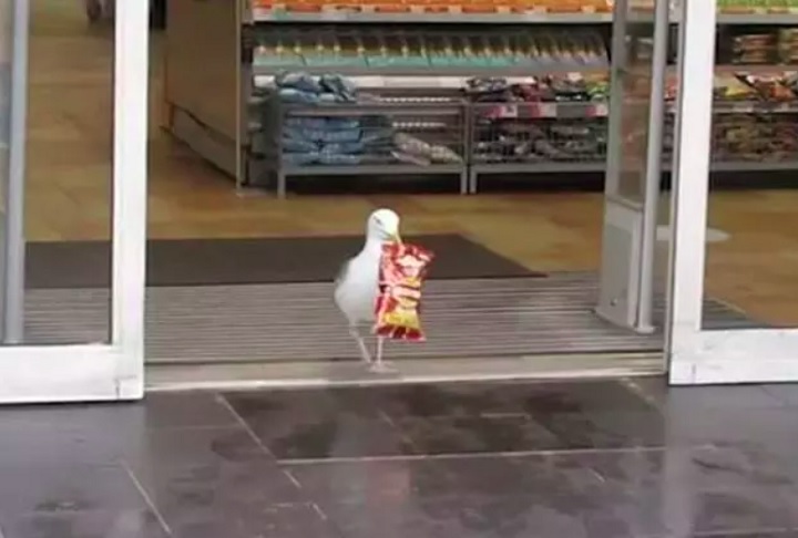 As imagens mostravam a ave entrando no supermercado, pegando um pacote de batatas fritas e saindo como se nada tivesse acontecido. 